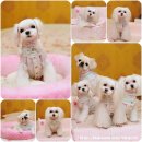 스위트몽 이미지