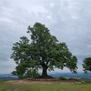 [생명과 공존] 나의 꽃달력 변천사(한국일보) / [빛명상] 빛터 그림찻방의 사계 / 초광력을 체험한 분들의 글 이미지