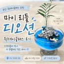 부산 원데이클래스｜수경식물과 콜라보된 마이 리틀 디오션 원데이클래스 수업후기