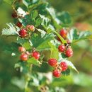 산딸기 - 김해시 번화1로68번길 19 | 산딸기