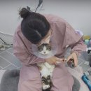 두부두부캣묭실 이미지