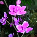 정인플라워 이미지