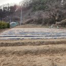 계촌농장 Daum카페