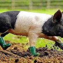 별난돼지 이미지