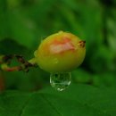 아침이슬 이미지