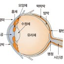 해맑은안경 이미지