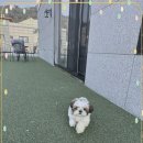 애견천국 - 대덕구 신탄진로 803 | 애견천국