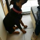 태산동물병원 이미지