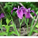 강릉목장 이미지