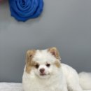 수원-0591 이미지