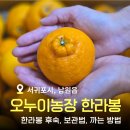 제주오누이 <b>제주</b> 서귀포시 남원읍 <b>오누이</b> 농장 한라봉 후숙 보관법 껍질 활용