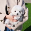 대구강아지분양 테디럽 이미지