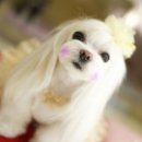 판교 P&P 동물병원 이미지