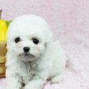 도그비숑 이미지