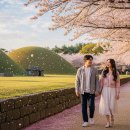 화성카1번지 | 2026 경상북도 4월 봄꽃 여행 1박2일 완벽 코스, 경주 벚꽃·안동 하회마을·포항 바다 드라이브까지