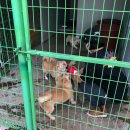 고고하개 이미지