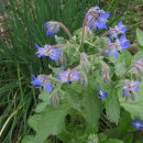 보리지 [Borage (Borago officinalis)] 이미지