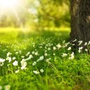 꽃들처럼 이미지