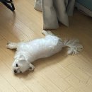 묘하개끌리냥 | 불독볶음면 쓰레드 보고 구매한 후기(매울까봐 멍풍기 틀고 먹였어용 ㅋㅋ)