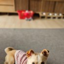 (주)펫둥이 이미지