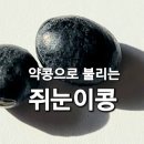 약콩으로 불리는 쥐눈이콩(서목태) 효능 이미지