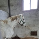 부마목장 이미지