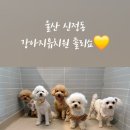 졸리쇼 이미지