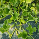 수정농장2 이미지