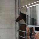 말보르승마장 이미지