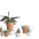 나도 팬플룻 연주자 이미지