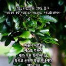 핸드폰 배경화면&잠금화면_20230716_사도행전 26장 25절_미친, 바보스러운 그래도 감사_오순절 후 일곱 번째 주일 묵상_석류 열 이미지