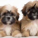 황제라사 이미지