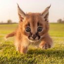 귀가 특이해서 매력적인 고양잇과 야생동물, 카라칼 (Caracal) 이미지