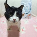 샤이니덴탈 | 옵티밀뷰티 포디움 샤이니코트&amp;덴탈케어 어덜트캣 홀리스틱 고양이 사료 1.5kg