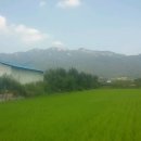 운수동농장 Daum카페