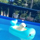 여울애견펜션 이미지