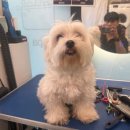 개르띠에 이미지