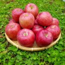 거창청과 이미지