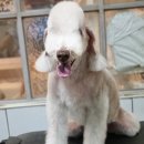 달이네 애견미용실 이미지