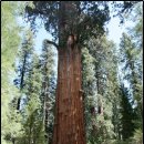 나무의꿈 이미지