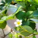 월롱농장 이미지