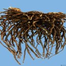 학교법인 경희학원 경희한약 이미지