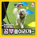 쉐이크테일 강아지 애견 유치원 호텔 미용 이미지