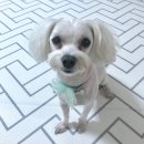 쥬쥬펫살롱 이미지