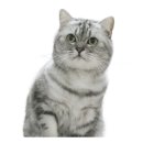 퍼스트독, 캣 이미지