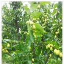 병현농장 이미지