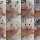 부산햄스터분양 행복햄 이미지