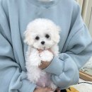 요기독 강아지분양 고양이분양 수원본점 이미지