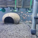 바브네이쳐 이미지