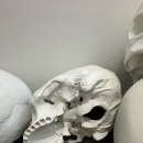 조형조각배 | 론 뮤익 - 국립현대미술관 전시 후기